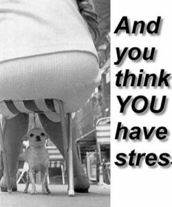 funny-quotes-for-stress-relief